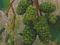 Aulne glutineux. Fruits verts. Cliquer pour agrandir l'image.