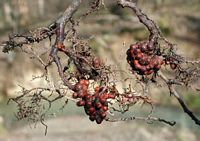 Aulne glutineux. Nodules racinaires fixant frankia alni. Cliquer pour agrandir l'image.