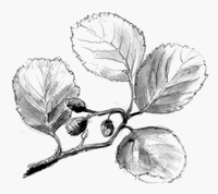 Aulne glutineux. Dessin. Cliquer pour agrandir l'image.