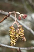 Aulne glutineux. Fleurs. Cliquer pour agrandir l'image.