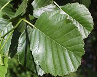 Aulne glutineux. Feuilles. Cliquer pour agrandir l'image.