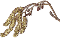 Aulne glutineux. Fleurs. Cliquer pour agrandir l'image.