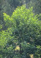 Aulne glutineux. Plante. Cliquer pour agrandir l'image.