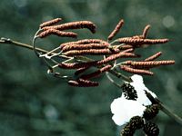 Aulne glutineux. Fleurs. Cliquer pour agrandir l'image.