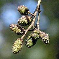 Aulne glutineux. Cônes verts. Cliquer pour agrandir l'image.