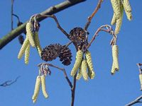 Aulne glutineux. Fleurs. Cliquer pour agrandir l'image.