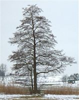 Aulne glutineux. Silhouette hiver. Cliquer pour agrandir l'image.