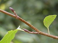 Aulne glutineux. Bourgeons. Cliquer pour agrandir l'image.