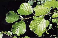 Aulne glutineux. Feuilles. Cliquer pour agrandir l'image.