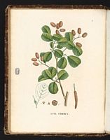 Aulne glutineux. Planche d'identification Saint-hilaire. Cliquer pour agrandir l'image.