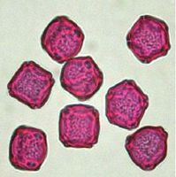Aulne glutineux. Pollen vu au microscope optique. Cliquer pour agrandir l'image.