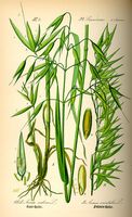 Avoine cultivée. Planche d'identification Thomé. Cliquer pour agrandir l'image.