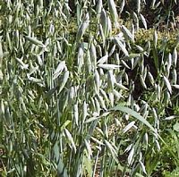 Avoine cultivée. Champ. Cliquer pour agrandir l'image.