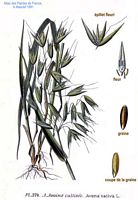 Avoine cultivée. Planche d'identification. Cliquer pour agrandir l'image.