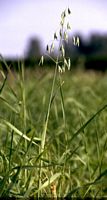 Avoine cultivée. Plante. Cliquer pour agrandir l'image.