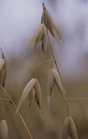 Avoine cultivée. Grains. Cliquer pour agrandir l'image.