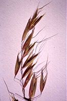 Avoine cultivée. Grains. Cliquer pour agrandir l'image.