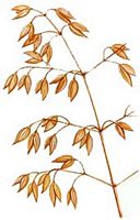 Avoine cultivée. Dessin epi. Cliquer pour agrandir l'image.