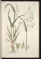 Avoine cultivée. Planche d'identification host. Cliquer pour agrandir l'image.