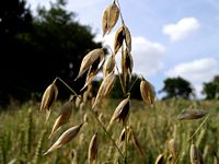 Avoine cultivée. Epi. Cliquer pour agrandir l'image.