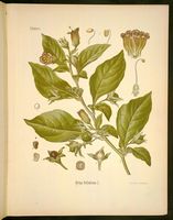 Belladone. Planche d'identification Koehler. Cliquer pour agrandir l'image.