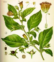 Belladone. Planche d'identification Koehler. Cliquer pour agrandir l'image.