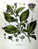 Belladone. Planche d'identification Koehler. Cliquer pour agrandir l'image.