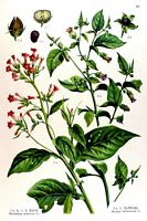 Belladone. Planche d'identification Losch. Cliquer pour agrandir l'image.