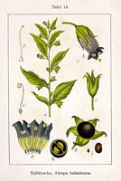 Belladone. Planche d'identification Sturm. Cliquer pour agrandir l'image.