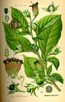 Belladone. Planche d'identification Thomé. Cliquer pour agrandir l'image.