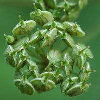 Berce spondyle. Fruits, Montchier. Cliquer pour agrandir l'image.