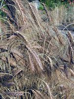 Blé dur. Plantes. Cliquer pour agrandir l'image.