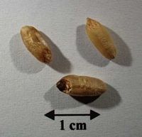 Blé dur. Grains. Cliquer pour agrandir l'image.