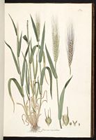 Blé dur. Planche d'identification. Cliquer pour agrandir l'image.