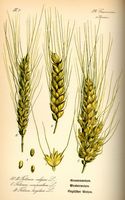 Bles. Planche d'identification. Cliquer pour agrandir l'image.