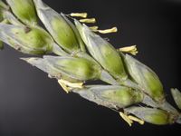 Bles. Fleurs. Cliquer pour agrandir l'image.