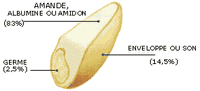 Bles. Grain coupe. Cliquer pour agrandir l'image.
