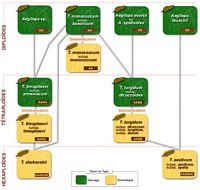 Bles. Genealogie. Cliquer pour agrandir l'image.