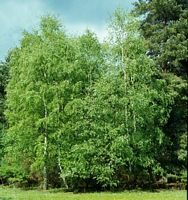 Bouleau pubescent. Jeunes plantes. Cliquer pour agrandir l'image.