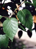 Bouleau pubescent. Feuilles. Cliquer pour agrandir l'image.