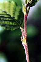 Bouleau pubescent. Bourgeons. Cliquer pour agrandir l'image.