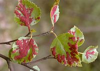 Bouleau pubescent. Parasité par eriophyes brevitarsus. Cliquer pour agrandir l'image.