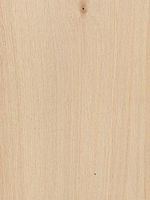 Bouleau pubescent. Bois en coupe longitudinale. Cliquer pour agrandir l'image.
