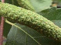 Bouleau pubescent. Inflorescence. Cliquer pour agrandir l'image.