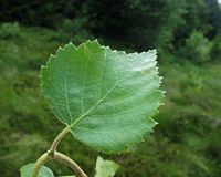 Bouleau pubescent. Feuille dessus. Cliquer pour agrandir l'image.