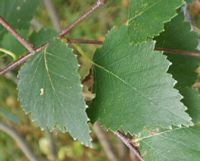Bouleau pubescent. Feuilles. Cliquer pour agrandir l'image.