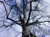 Bouleau pubescent. Branches. Cliquer pour agrandir l'image.