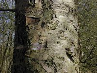 Bouleau pubescent. Tronc. Cliquer pour agrandir l'image.