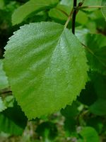Bouleau pubescent. Feuille. Cliquer pour agrandir l'image.