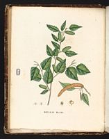 Bouleau pubescent. Planche d'identification Saint-hilaire. Cliquer pour agrandir l'image.